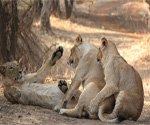 Gir National Park, wildlife India, sanctuary park India
